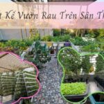 thiết kế vườn rau trên sân thượng