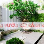 sân vườn cây cảnh đẹp